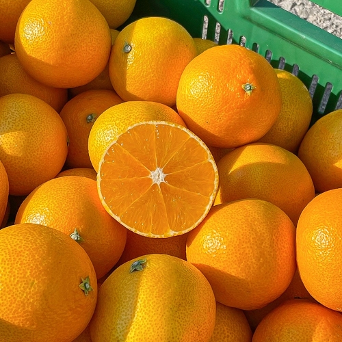 제주 노지 황금향 중과 3kg