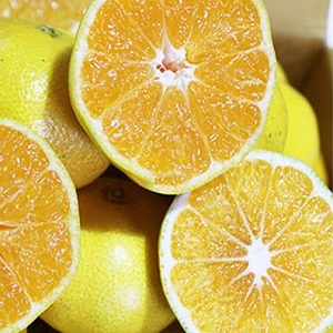 서귀포 노지감귤 10kg