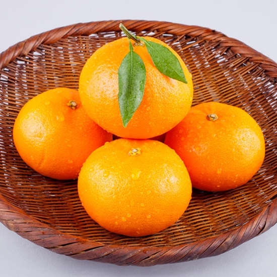 펭귄상회 천혜향 12개(과)내외 3kg (1개)