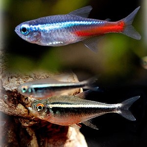 [�Ҹ�] �׿� ��Ʈ��