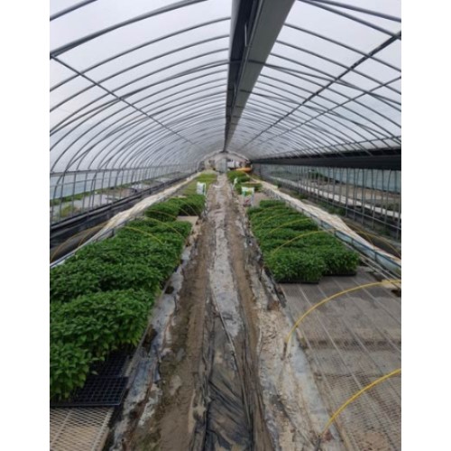 ��ǰ �� �̹���