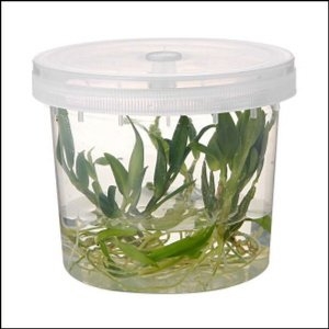 집합몰 투  통기성 배양용기 수경재배기 -480ml
