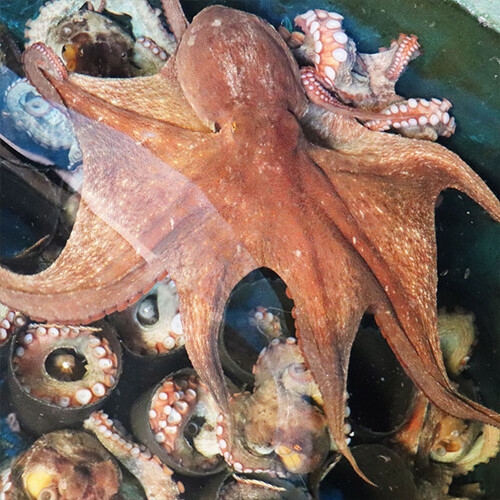 착한어부 통영 자연산 돌문어 1kg / 1-2미