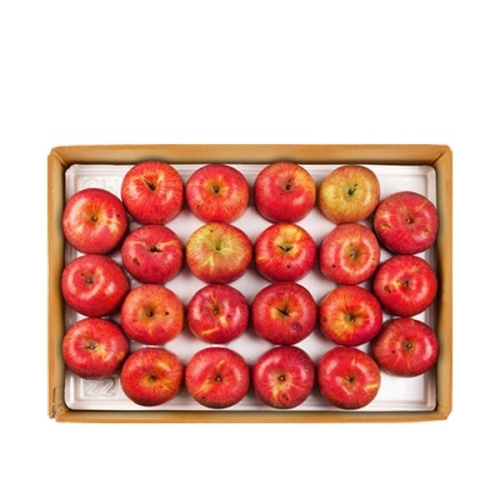 사과 알뜰 특대과 10~16과 5kg