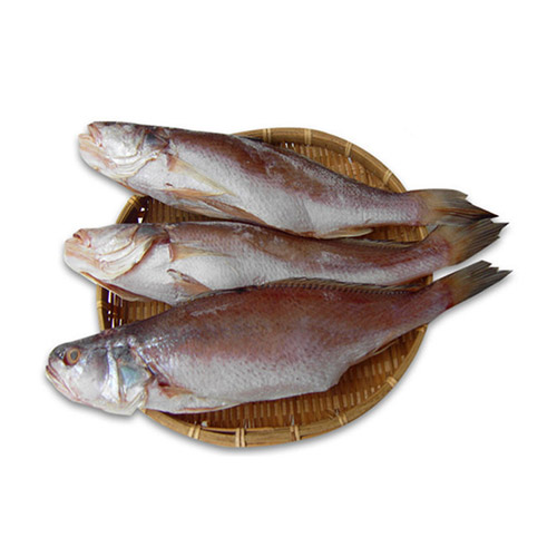 마산어시장 반건조 민어조기 3미 25cm (1개)_이미지