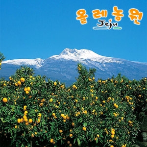 제주올레농원 귤 중대과 10kg이미지입니다. 누르면 해당 게시물로 새창이동합니다.