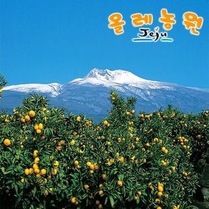 제주올레농원 귤 중대과 10kg