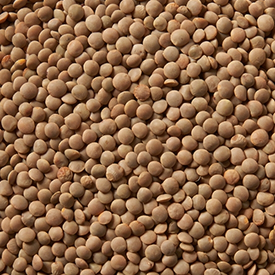 호주산 갈색렌틸콩 2kg
