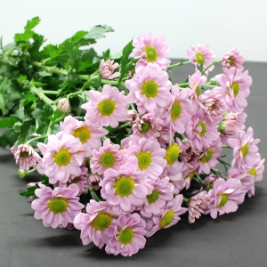 �����Ǿ� ��ȭ �ұ� 5�� 18���� �̻� �����