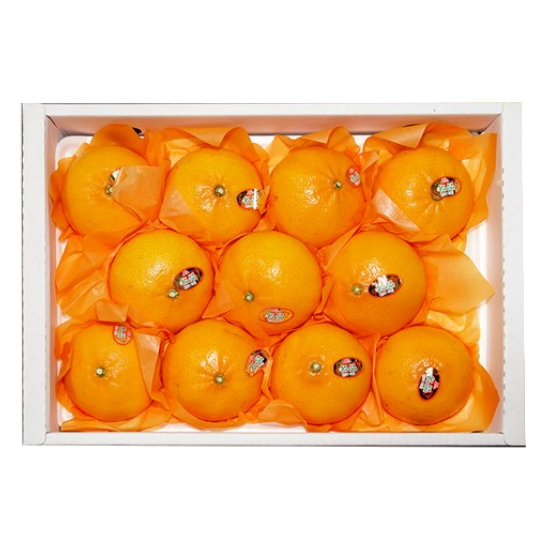 제주 천혜향 9~11개(과) 3kg 선물세트 (1개)