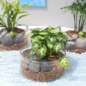 아침향기 원형 유리 수경재배 DIY 실내공기정화식물 인테리어 화분_이미지