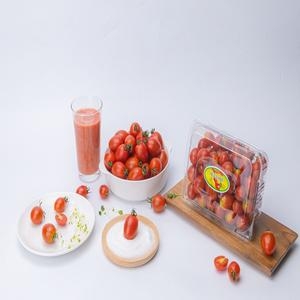 [불명] 달콤마켓 대추방울토마토 소과 2kg