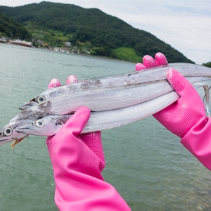 얌테이블 국산 순살 갈치 500g [1개]