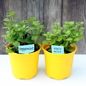 ��ǰ �� �̹���