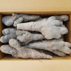  흙사랑농원 산마 못난이 1kg [1개]