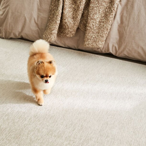 심플리스트 펫토 코코 러그 (200X280cm)