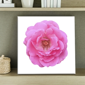 ���ܴ�ȭ�� ��ȫ��� ĵ�������� ����׸� ǳ������ ǳ���׸� �׸����� ���� �Ž� ������ ��ȭ �������� �׸� 36x36cm