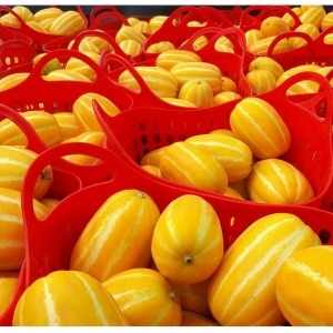  석군참외농장 성주 참외 가정용 소꼬마 5kg [1개]