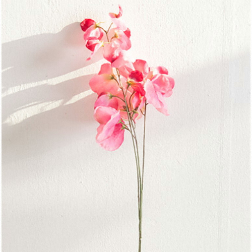 3대스위트피가지 75cm