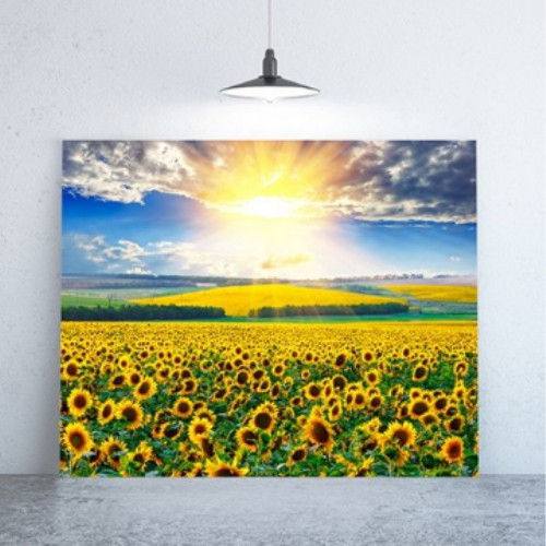풍수 캔버스액자 활짝 핀 해바라기 들판 53x45cm