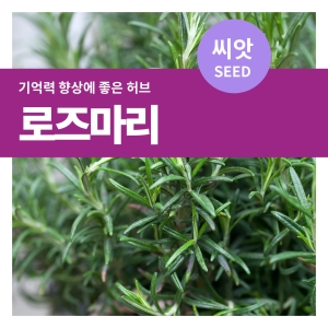 마이플랜트 로즈마리 씨앗 100립 허브 씨앗 키우기_이미지