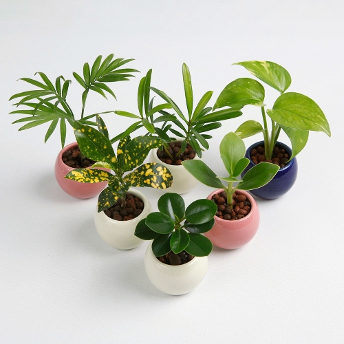 아침향기 식물 인테리어 미니 화분_이미지