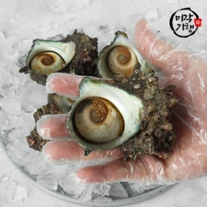 미각기행 통영 뿔소라 2kg (1개)_이미지