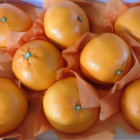 풍요농원 천혜향 14~18개(과) 세트 3kg (1개)