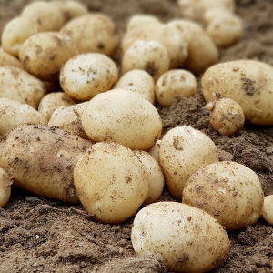 산지직송 23년 햇 개진감자 대 5kg