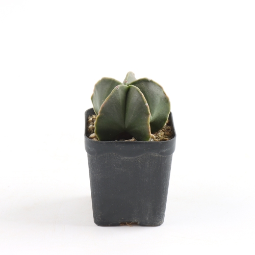 ������ ������ û������ �����Ĺ� ������ ��� ������ �÷��׸��� ����_������ ���� ��ǰ 1��