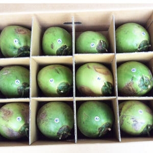 베트남 그린코코넛 1박스  dua xiem