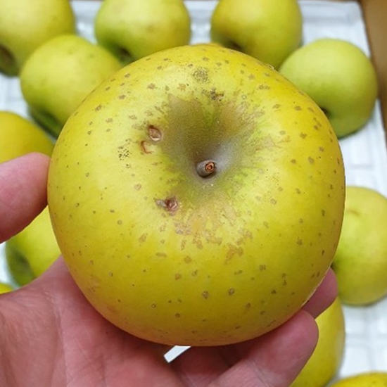 대구경북능금농협 시나노골드 황금사과 못난이 중소과 20~24개(과) 5kg (1개)