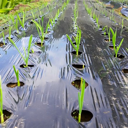 그리담 텃밭용 유공 멀칭비닐 4구 (120cm x 10m)