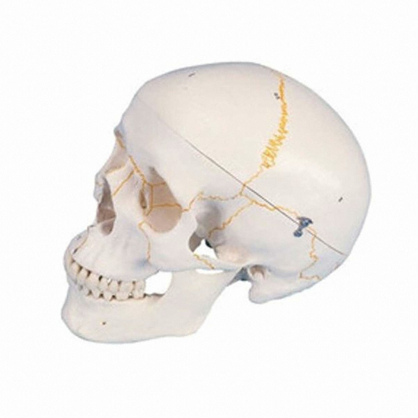 3B사이언티픽 A21 두개골모형 3분리이미지입니다. 누르면 해당 게시물로 새창이동합니다.