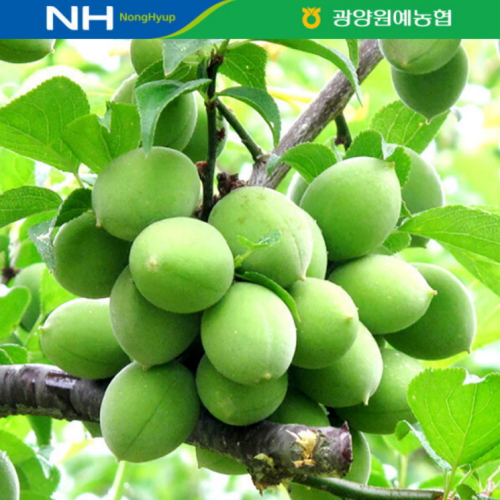  광양원예농협 청매실 대/M 10kg [1개]