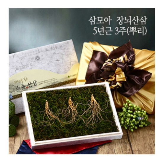보은세트 장뇌산삼(산양산삼) 5년근 3뿌리