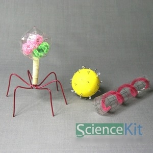 [불명] 바이러스 모형 만들기 4인. 박테리오파지 소미아31