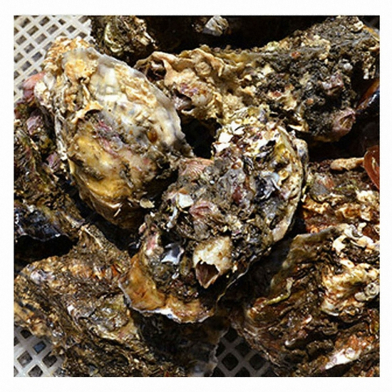 바다스토리 통영 석화(각굴) 20kg (1개)_이미지
