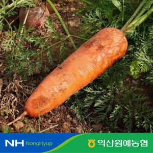 국내산 햇 흙당근 2kg 상
