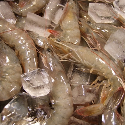 국내산 양식 왕새우 35미 내외 1kg