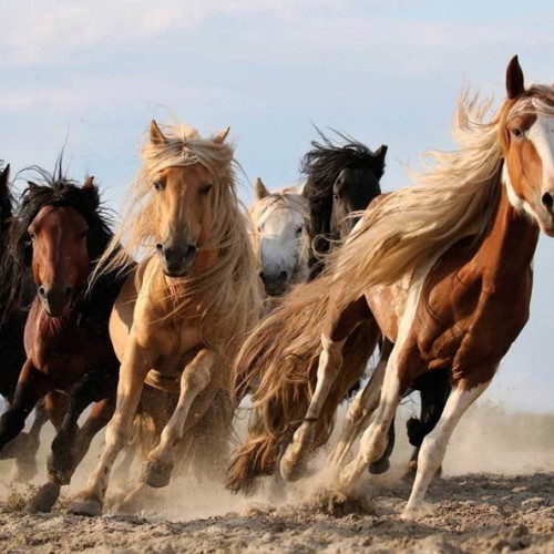 마이월플레이즈 뮤럴 포인트벽지 럭키식스 말 (1장, 180cm x 1.3m)