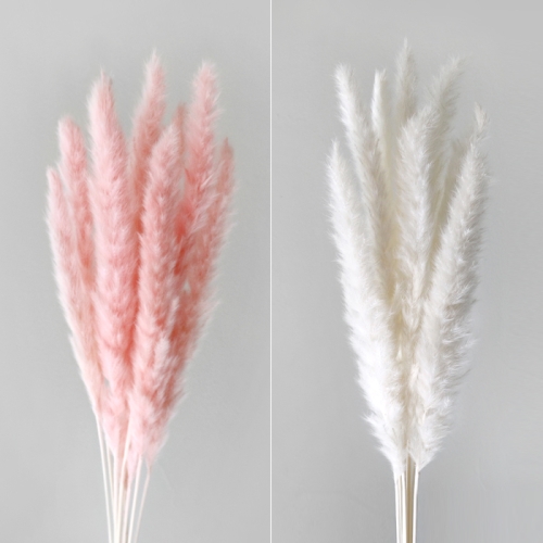 블루밍앤미 팜파스 프리저브드 한묶음 60CM