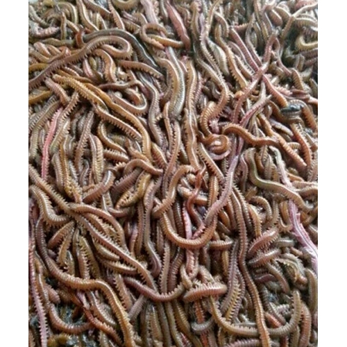 �̽��� �������� ��뷮