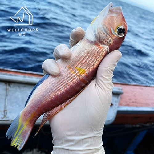 웰굿 제주직송 직접 잡은 자연산 반건조 옥돔 소 200~250g (3개)_이미지