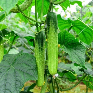 자연맛남 국내산 신선한 백오이 1kg (1개)_이미지