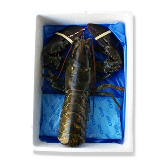 레드클로우스 자연산 랍스터 1kg (1개)