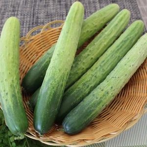 팜웨이 백오이 상 백다다기 10kg (1개)