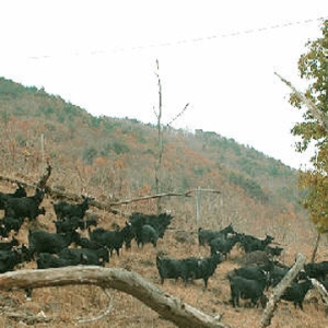 지리산건강마을 원조 지리산 흑염소 반마리 120ml 60포