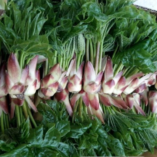 지리산농부마을 지리산 야생 엄나무순 1kg (1개)_이미지