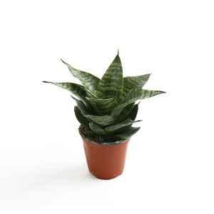 갑조네 허니산세베리아 공기정화식물 인테리어화분